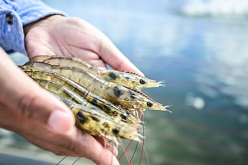Retailers are concerned that disease outbreaks in the shrimp sector, such as took place in 2012-2013 across much of Asia, could easily return