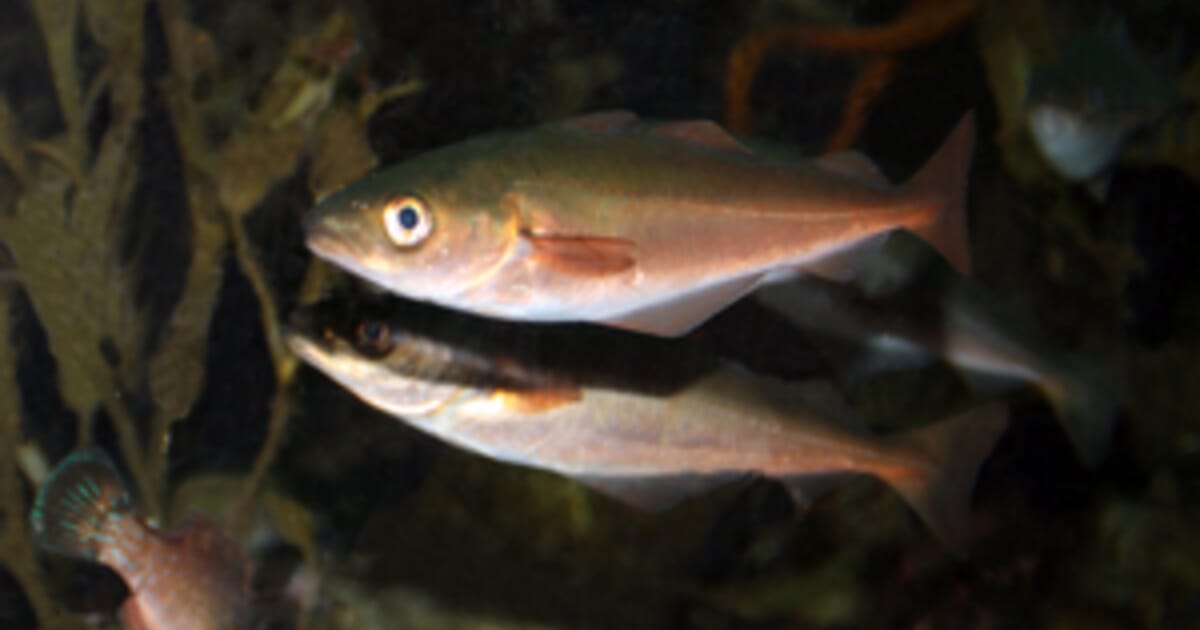 Scientists Find Low Levels of Heavy Metals in Saithe | The Fish Site