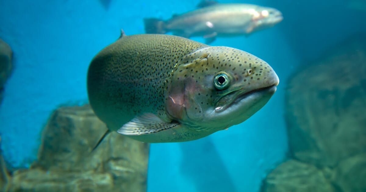 Japanese University Successfully Produces Offspring from Frozen Trout ...