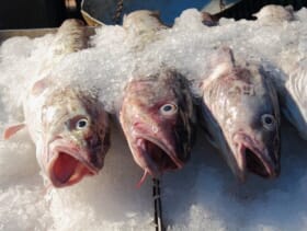 Russian Cod, Haddock Fleet Enter Sustainable Assessement The Fish Site
