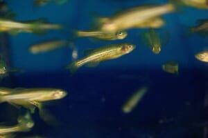 Too Much Selenium Reduces Fertility in Fish The Fish Site