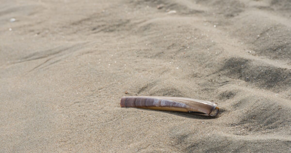 Scottish Government to Tackle Illegal Electro Razor Clam Fishing - HungHau  Agricultural