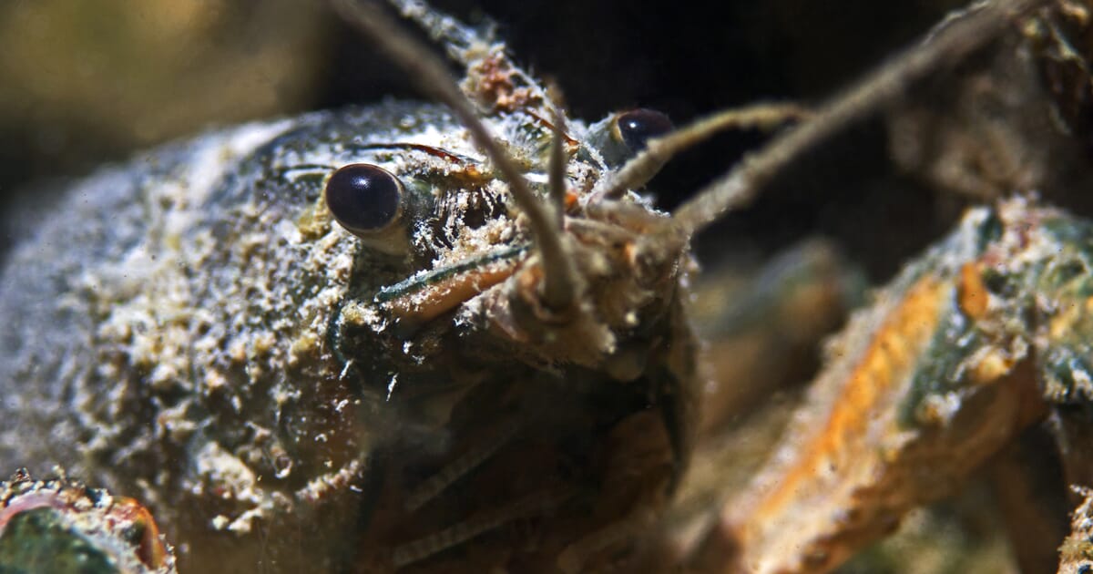 New Research Finds Crayfish Feel Anxiety | The Fish Site