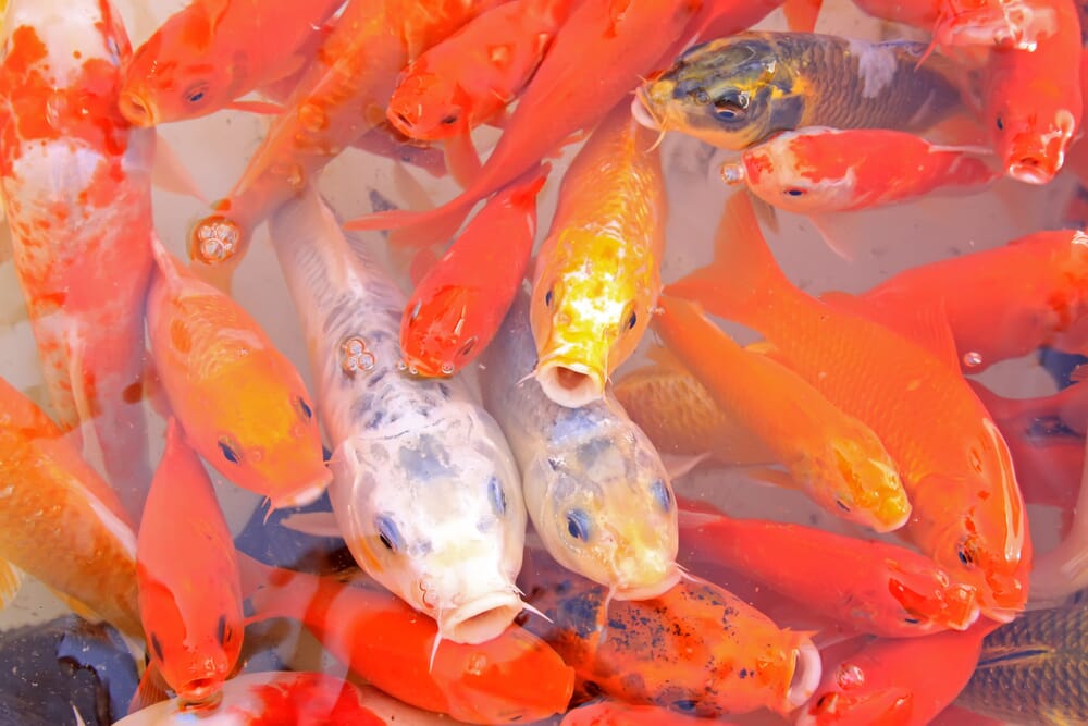 Koi Herpesvirus Disease Detected In Hampshire Gloucestershire And   511 8430197248 Aaa7d1957b B 