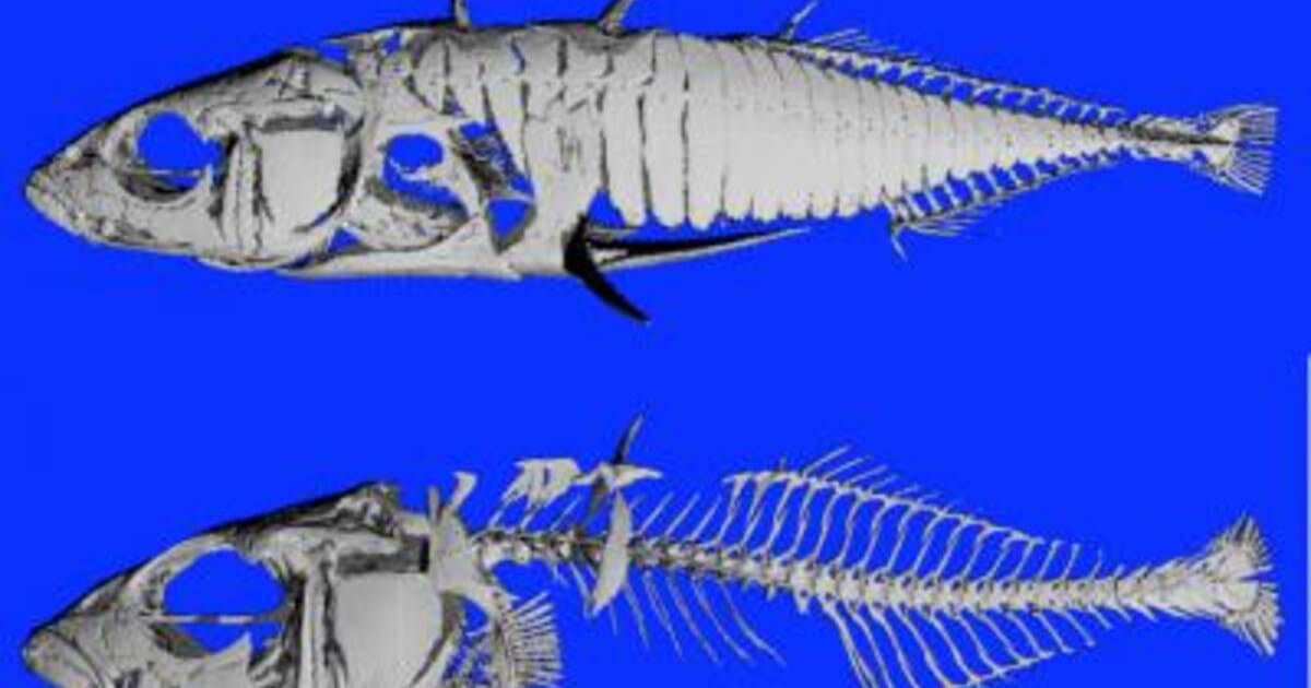Fish Teeth Reveal Regulatory DNA Changes Behind Rapid Evolution | The ...