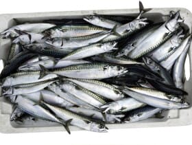 Scottish Pelagic Fishermen Agreement over Mackerel Quota The Fish Site