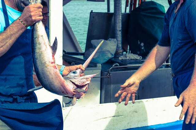 European Commission Documents Prove Illegal Fishing of Swordfish The