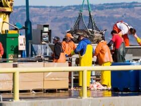 Alaska Fish Factor Big Growth for Commercial Fishing Jobs The Fish Site