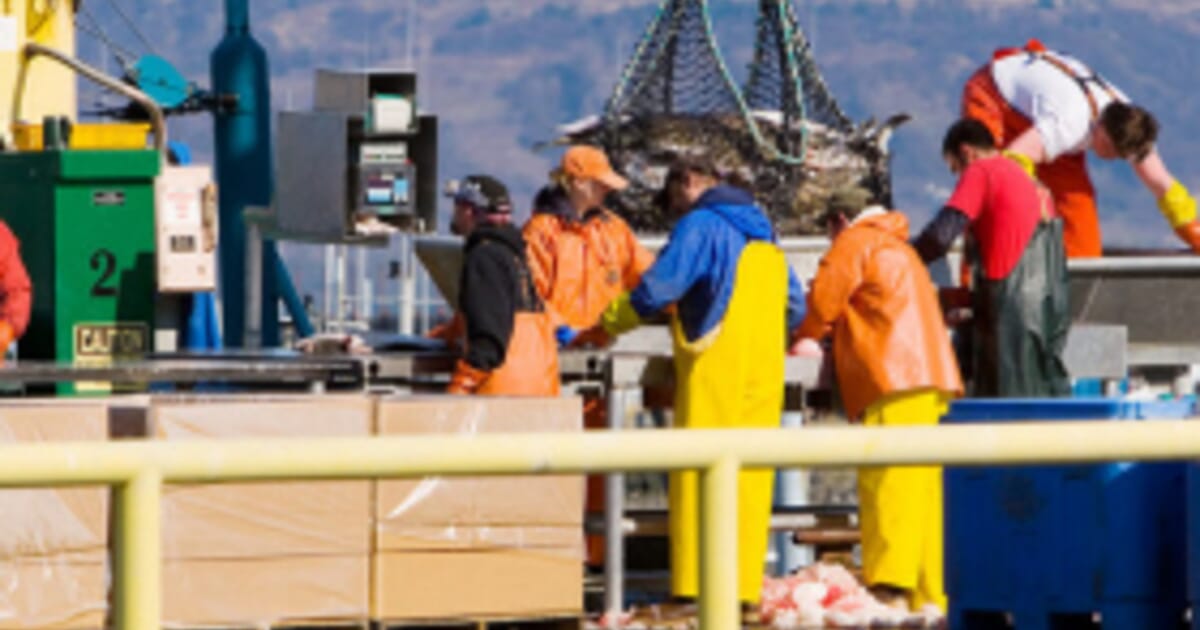 Alaska Fish Factor: Big Growth for Commercial Fishing Jobs | The Fish Site