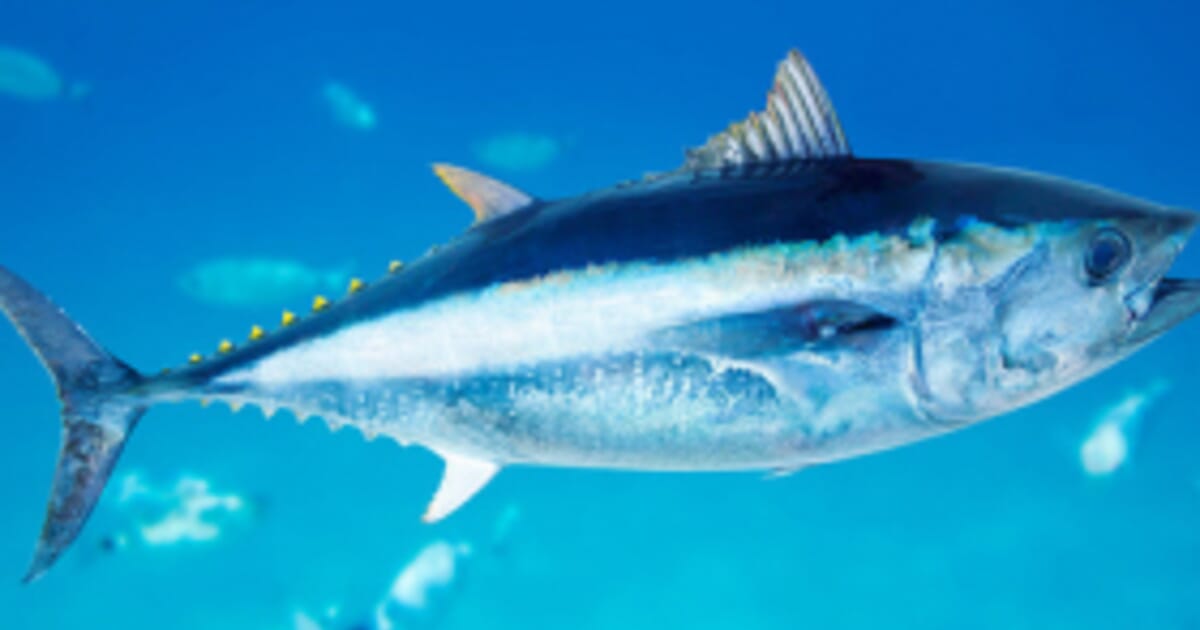 Japanese Farms Boosting Bluefin Tuna Farming | The Fish Site