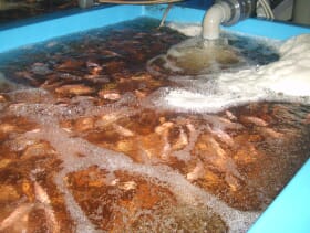 New Guide to Farming Tilapia Breeding and Hatchery The Fish Site