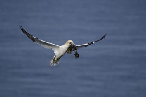 How to Avoid Seabird Bycatch in the Mediterranean Fishing industry