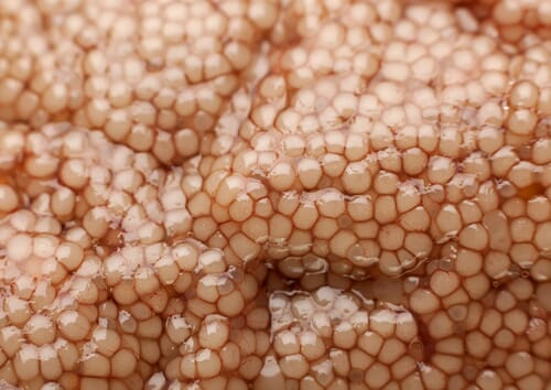 Invasive Asian Carp Eggs Hatch in High Temperatures The Fish Site