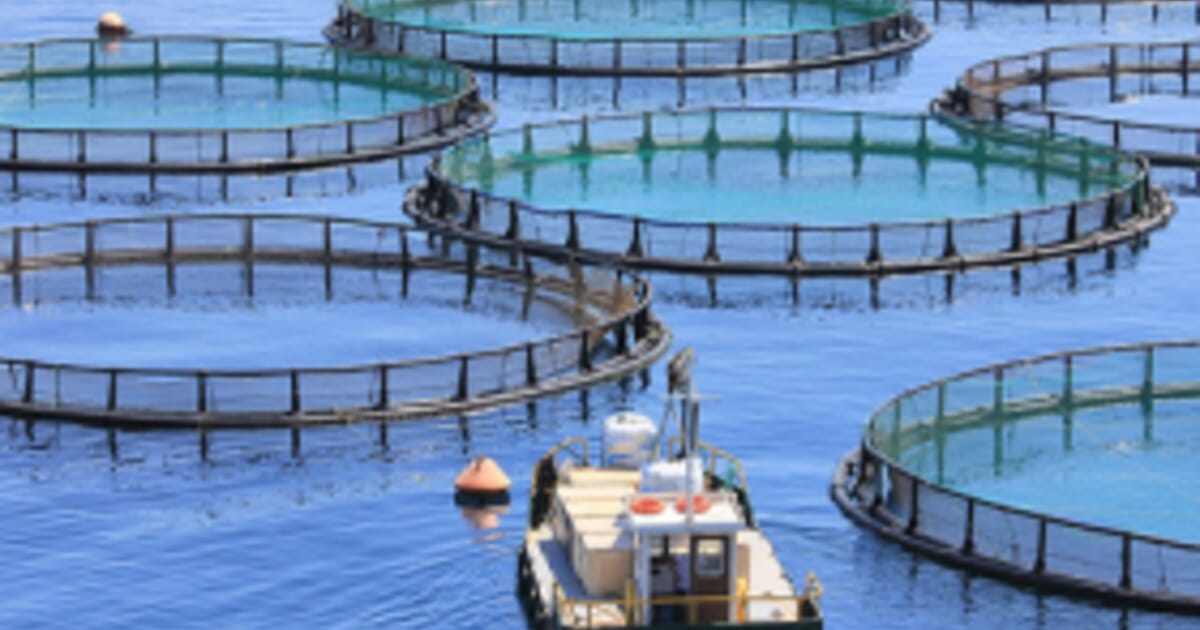 Ten New Fisheries and Aquaculture Research Projects Available | The ...