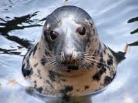 sustainable-meals-for-swedish-seals-the-fish-site