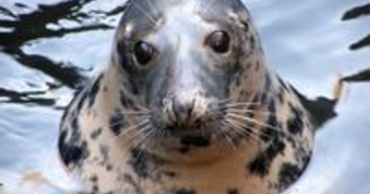 Sustainable Meals For Swedish Seals The Fish Site sustainable-meals-for-swedish-seals-the-fish-site