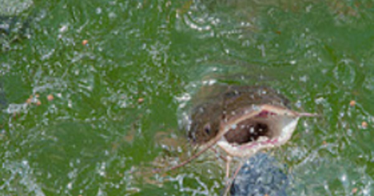 Hard Water Increases Catfish Susceptibility to Columnaris Disease