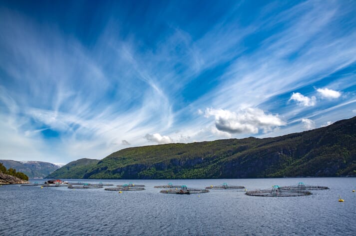 The salmon farming sector is wary of the "core agenda" of the Changing Markets report