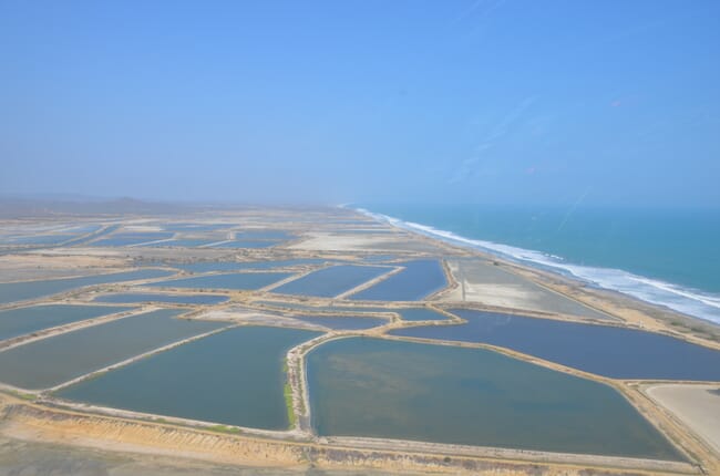 aerial view of coastal shrimp ponds