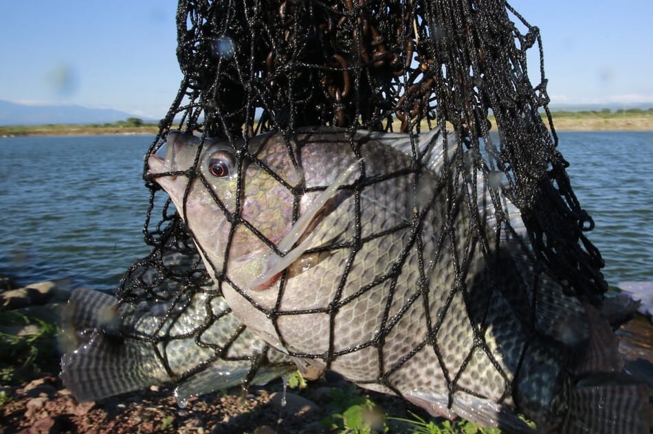 What’s the optimum feeding strategy for tilapia? The Fish Site