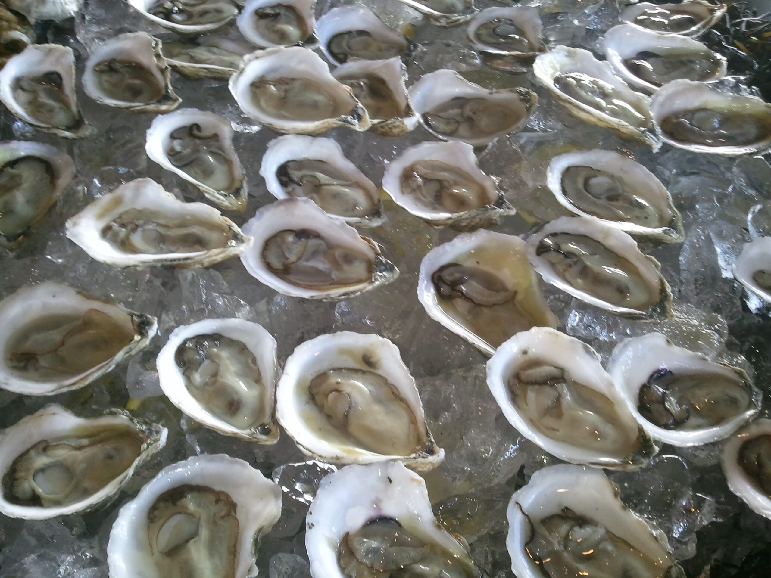 Oyster fish deals