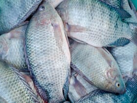Selection for the GIFT strain was originally based on growth rates, but feed conversion efficiency and disease resistance are now seen as being just as important to allow the sustainable growth of tilapia production.
