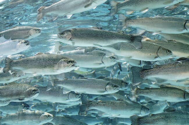 School of trout swimming under water.