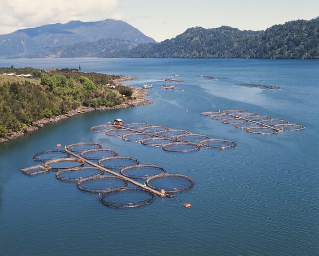 Salmon farms.