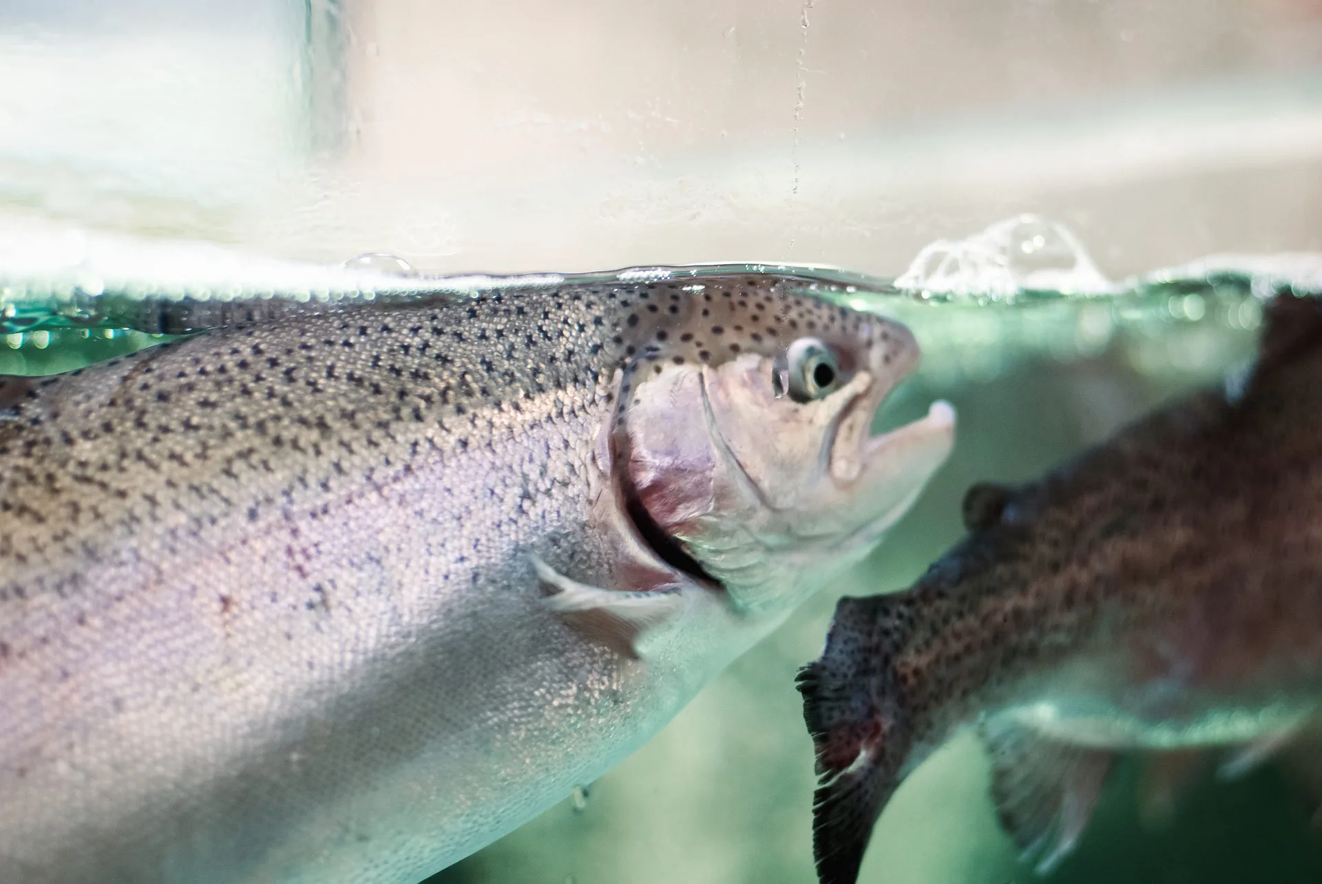 US researchers test ways to produce sterile farmed trout