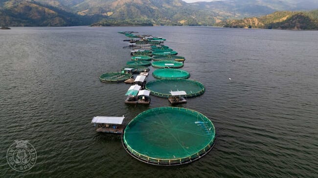 La granja de tilapia Regal Springs en el lago El Cajón se extiende a lo largo del lago con verdes montañas detrás.