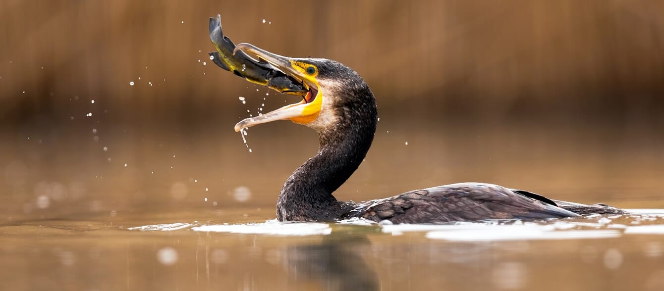 cormorant eating a fish