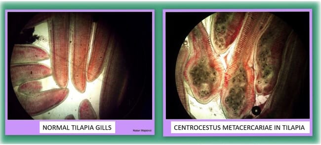 gill worm infestation in tilapia