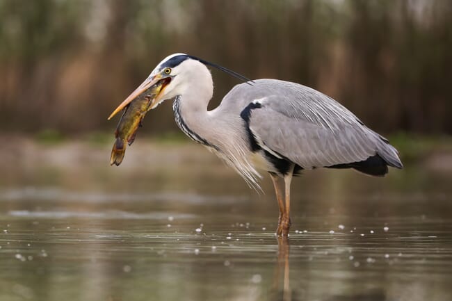 grey heron catching a fish