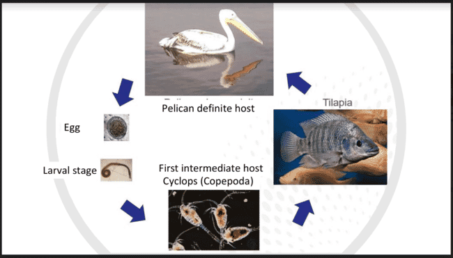 infographic of the nematode life cycle