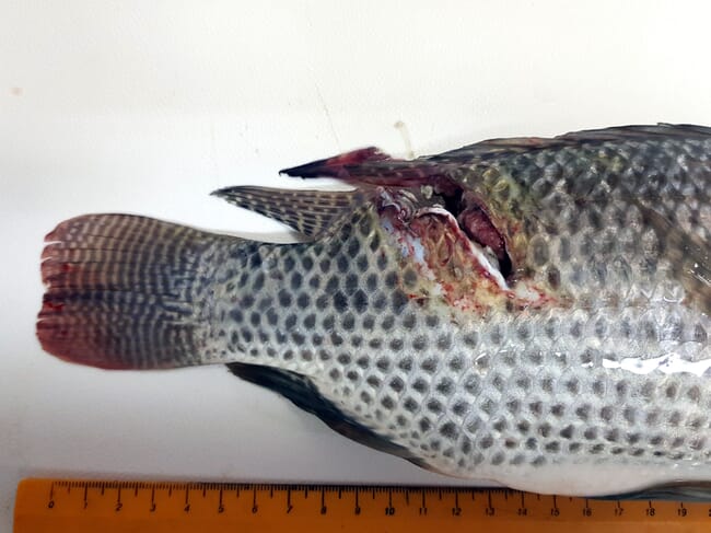 tilapia with a cut on its tail