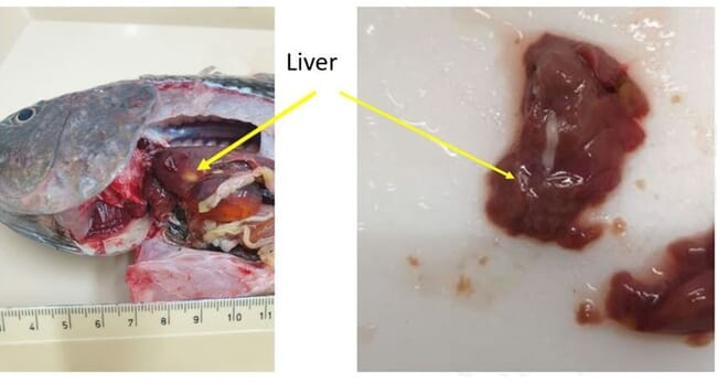 tilapia with a cestode infection in its liver