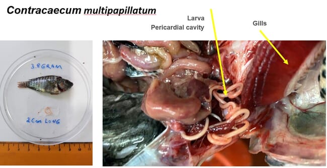 tilapia infected with contracaecum