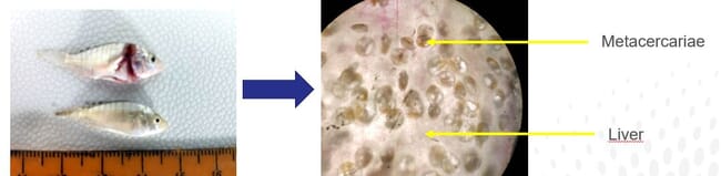 Images of liver cysts in tilapia