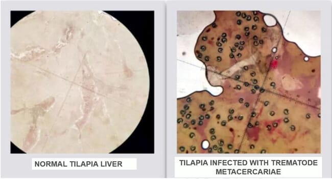 slides of a tilapia liver