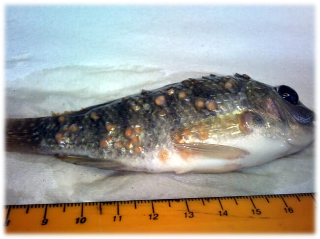 Tilapia heavily infected with yellow grubs
