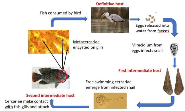 infographic of the trematode life cycle